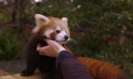 Funny Video - Roter Panda mag Bauchkraulen
