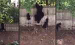 Lustiges Video : Familie Bär auf dem Weg in den Wald