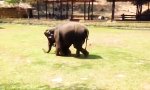 Lustiges Video - Schutz-Elefant