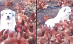 Lustiges Video : Die Hennenhüterin