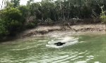 Funny Video : Büffel-Torpedo
