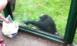 Schimpanse weiß, was er will