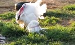 Funny Video - Truthahn und Welpe
