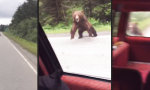 Lustiges Video - Begegnung mit Bär in Alaska