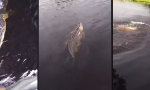 Movie : Schwimmen mit einem Alligator