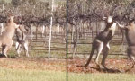 Movie : Känguru-Boxszene im Weingut