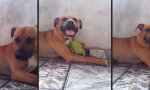 Movie : Ein Hund und sein Papagei