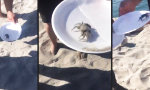 Movie : Mutig eine Krabbe gefangen