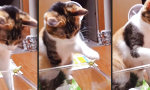 Lustiges Video : Katze und ihr Streichel-Frosch
