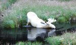 Elch mit schlechter Sommertarnung