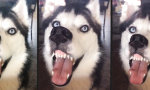 Funny Video - Klebt ein Husky an der Scheibe