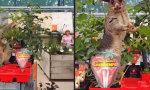 Movie : Ungebetener Gast im Gartenmarkt