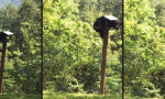 Lustiges Video - Das Vogelhaus ist aber verdammt klein