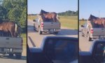 Pferdetransport in Oklahoma