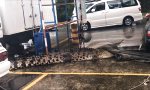 Funny Video : Riesiges Krokodil an Tankstelle. Was nu?