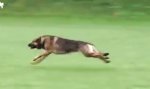 Movie : Schäferhund-Torpedo