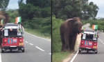 Funny Video : Etwas zu leicht besattelt für Elefanten-Safari
