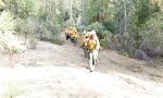 Lustiges Video : Wenn die Feuerbrigade durch die Wälder zieht