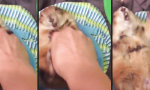 Funny Video : Präriehund spielt Peekaboo