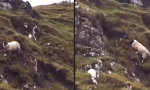 Movie : Inkompetentes Hochland-Schaf