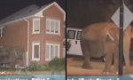Hallo Notruf? Hier läuft ein Elefant die Straße runter!
