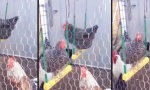 Movie : Chicks im Swinger-Club