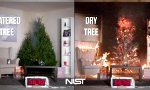 Warum du deinen Weihnachtsbaum feucht halten solltest