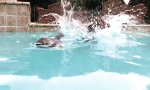 Movie : Waschbär und Hund im Pool