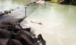 Lustiges Video - Angler zu langsam für Mr Kroko