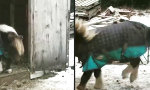 Funny Video - Schwierige Stufe
