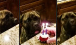 Geburtstagskerzen für den Hund