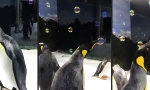 Lustiges Video : Pinguin, der Seifenblasen-Jongleur