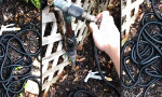Lustiges Video - LSD und mein Gartenschlauch...