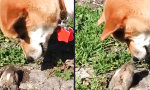 Lustiges Video : Hund trifft Erdhörnchen