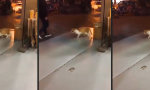 Lustiges Video - Cat(Moon)Walk
