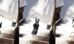 Lustiges Video - Der letzte kühle Abstieg für dieses Jahr
