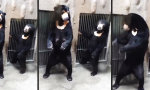 Movie : Junger Bär hat nichts zu lachen