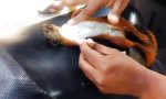 Funny Video : Eichhörnchen-Wiederbelebung