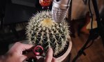 Funny Video - Kaktus Beats