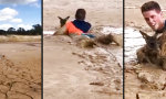 Lustiges Video : Känguru-Baby aus dem Schlamm retten