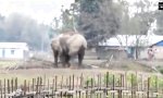 Movie : Wenn der kleine Elefant in den Graben fällt