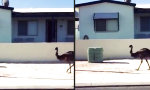 Movie : Elegant schreitet das Emu