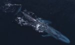 Lustiges Video - Familie Wal mit Delphin-Eskorte unterwegs