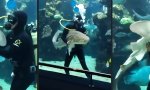 Lustiges Video - Multitalent im Wassertank