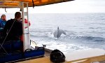 Lustiges Video : Irgendwo hier müssten Wale sein