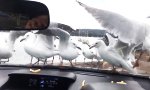 Lustiges Video : Möwen ärgern