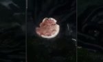 Funny Video : Eine Pizza Meeresfrüchte bitte...