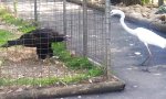 Lustiges Video : Gefährlicher Futterneid