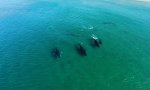 Lustiges Video : Buckelwale auf Küstenbesuch
