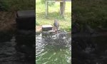 Lustiges Video : Black Swan füttert Kois